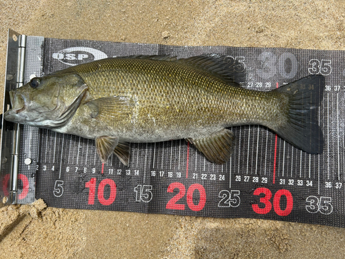 スモールマウスバスの釣果