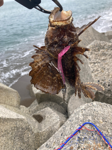 オニオコゼの釣果