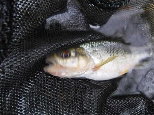 カワムツの釣果