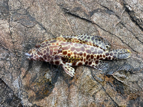 イシミーバイの釣果