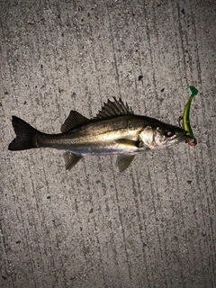 セイゴ（マルスズキ）の釣果