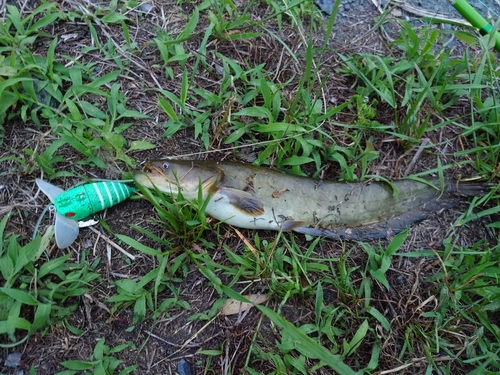 マナマズの釣果