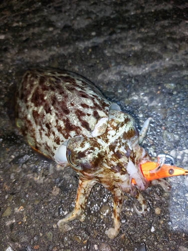 マツバイカの釣果