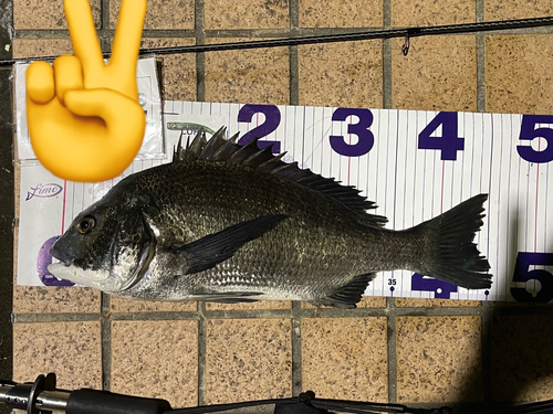 クロダイの釣果