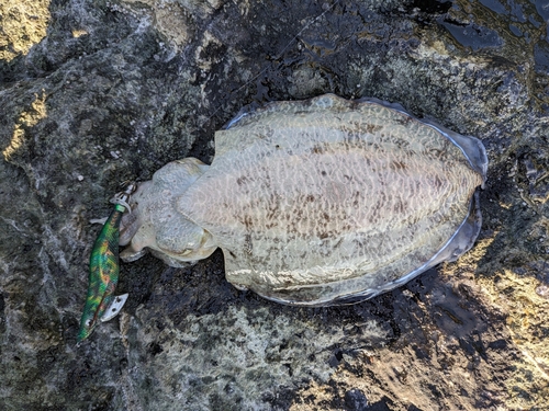 コウイカの釣果