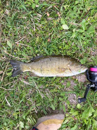 スモールマウスバスの釣果