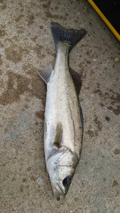 セイゴ（マルスズキ）の釣果