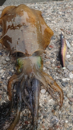 アオリイカの釣果