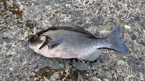 メジナの釣果