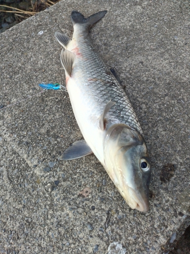 ニゴイの釣果