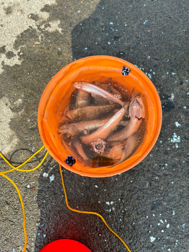 イワシの釣果