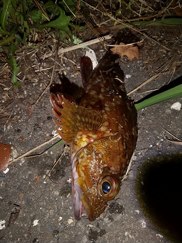 カサゴの釣果