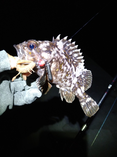 オウゴンムラソイの釣果