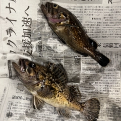 ソイの釣果