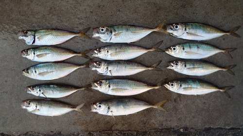 アジの釣果