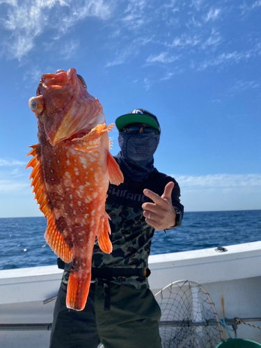 ウッカリカサゴの釣果