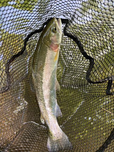 ニジマスの釣果