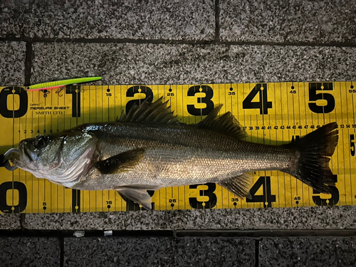 シーバスの釣果