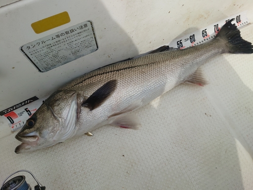 スズキの釣果