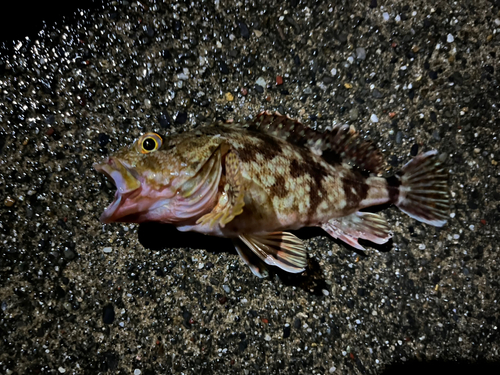 カサゴの釣果