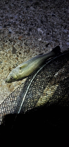 セイゴ（マルスズキ）の釣果