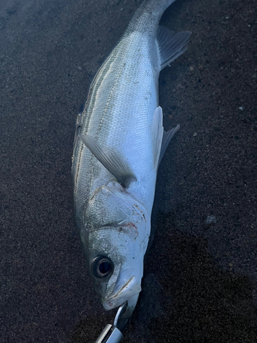 セイゴ（マルスズキ）の釣果