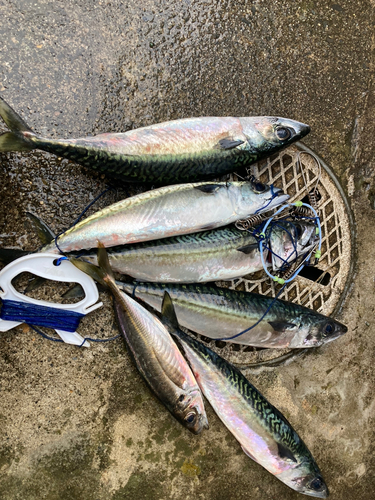 サバの釣果