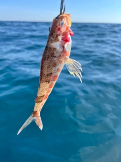 アヤメカサゴの釣果