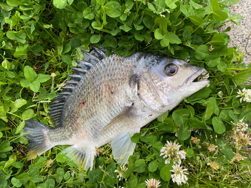 キビレの釣果