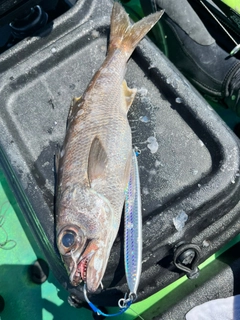 クロムツの釣果