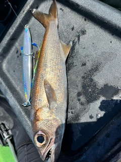 クロムツの釣果