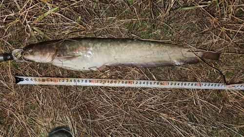 ナマズの釣果