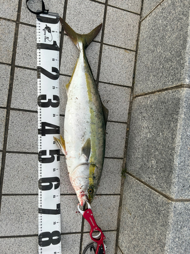 ハマチの釣果