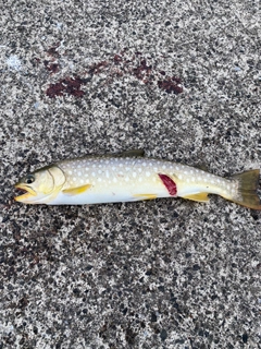 アメマスの釣果