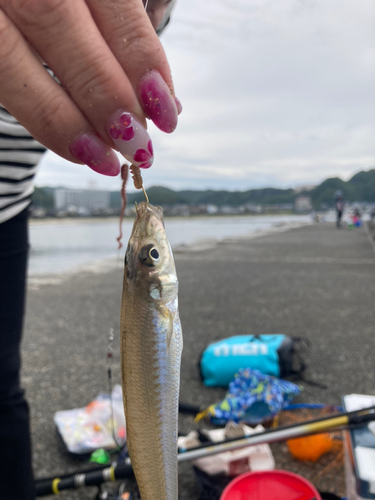 キスの釣果