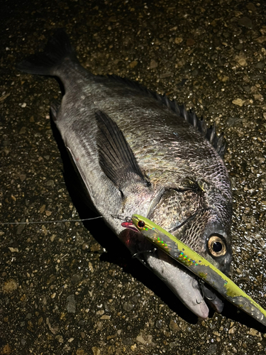 クロダイの釣果