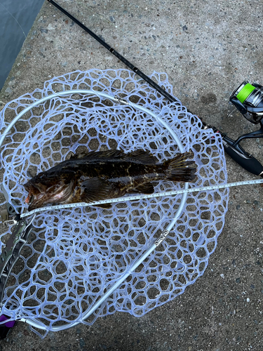 タケノコメバルの釣果