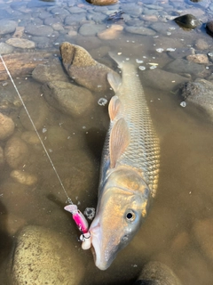 ニゴイの釣果