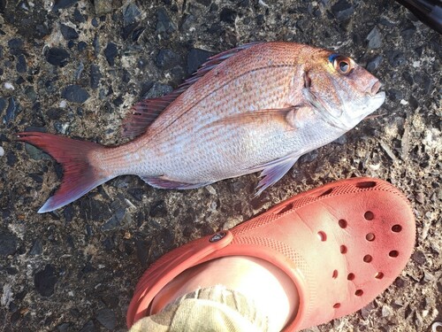 マダイの釣果