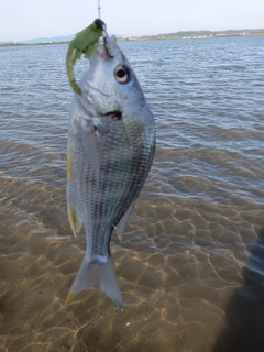 キビレの釣果