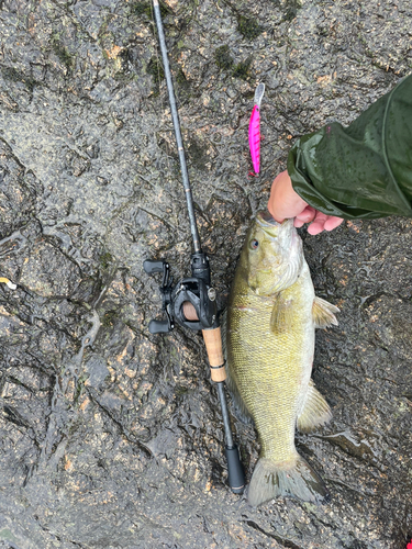 スモールマウスバスの釣果