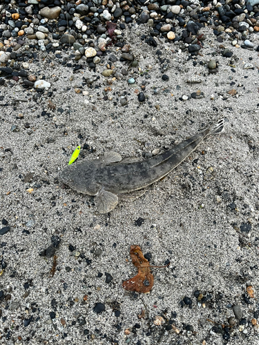 マゴチの釣果