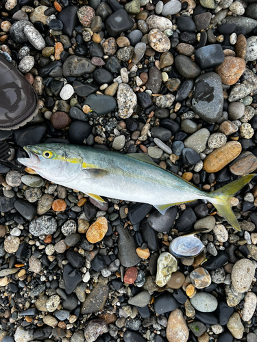 ワカシの釣果