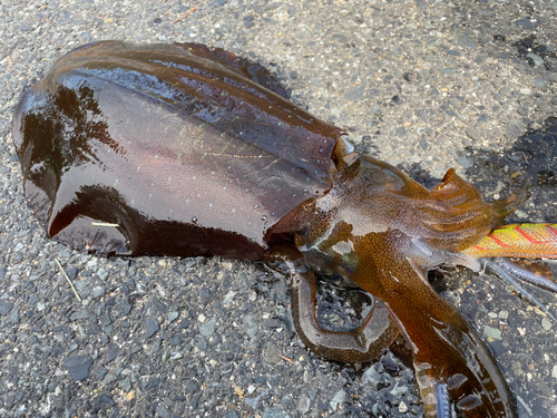 アオリイカの釣果