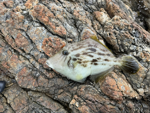 カワハギの釣果