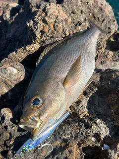 イサキの釣果