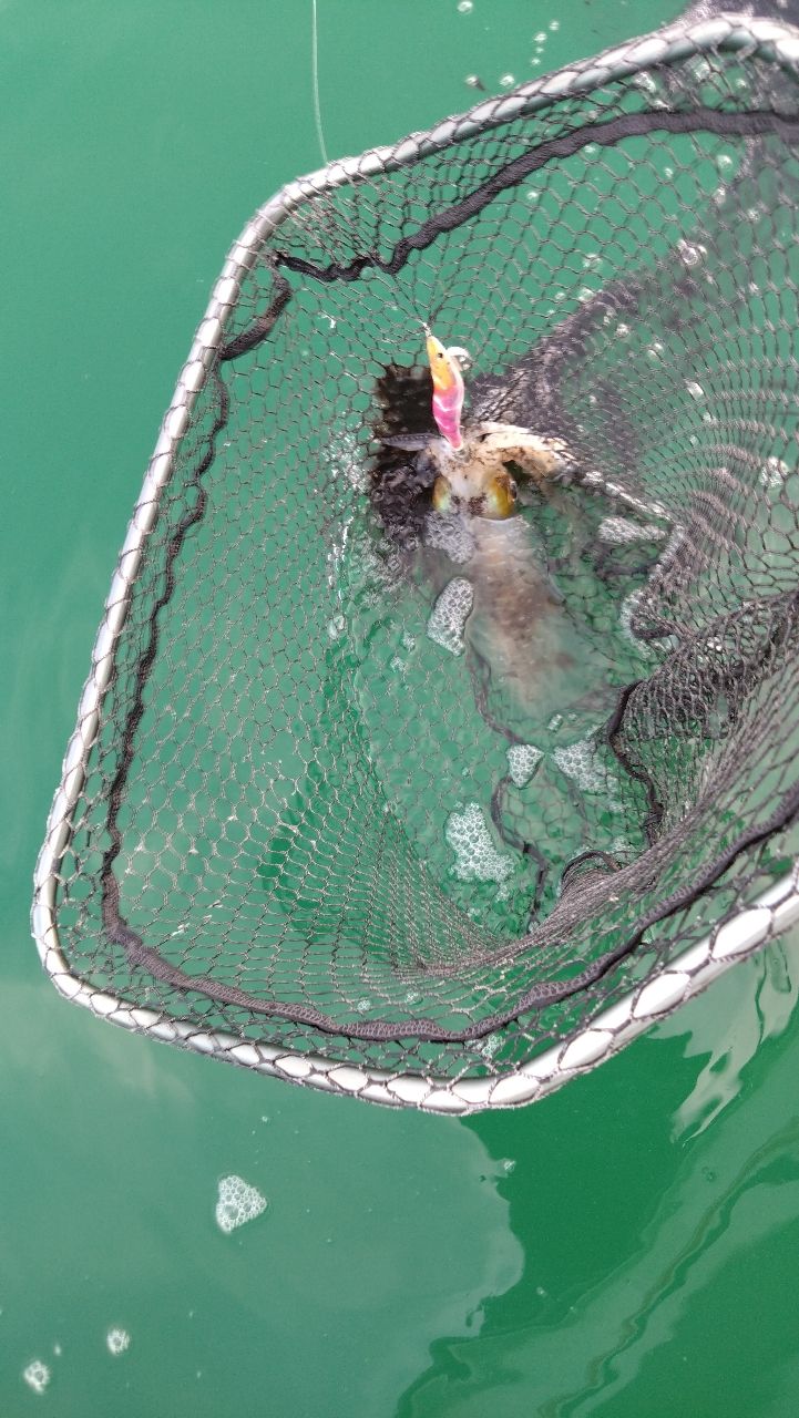 ウメバチさんの釣果 2枚目の画像