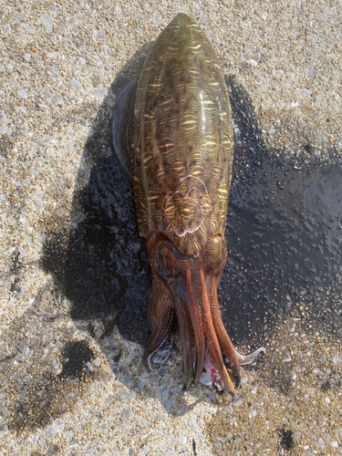 モンゴウイカの釣果