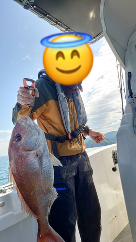 マダイの釣果