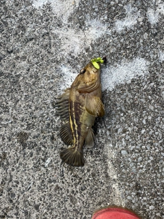 シマソイの釣果